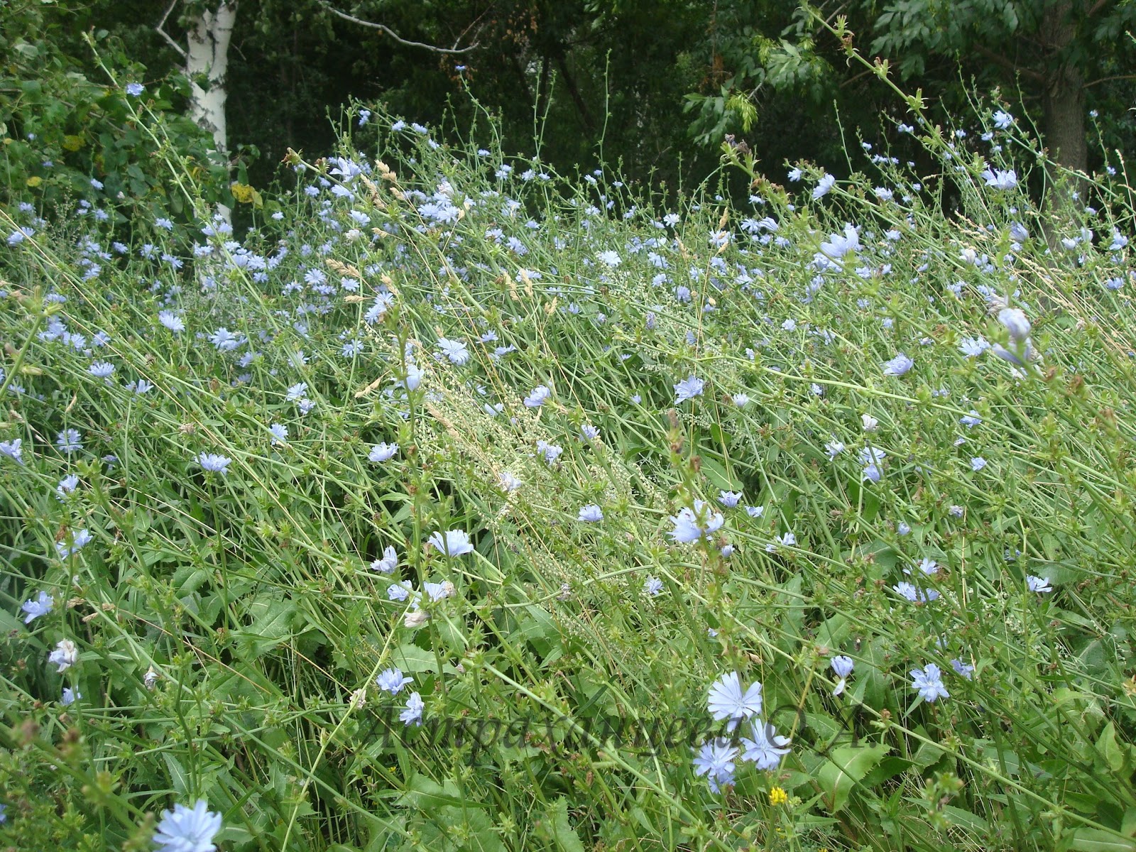 Трава Вазали. Цикорий полевой картинки. Цветёт цикорий в траве фото. Дыгли растение фото. Трава с голубыми цветами на ш