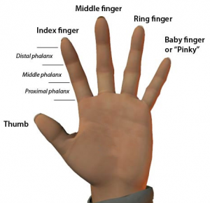 Body parts