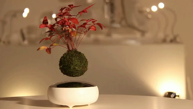 نباتات تتحدى الجاذبية الأرضية Air Bonsai