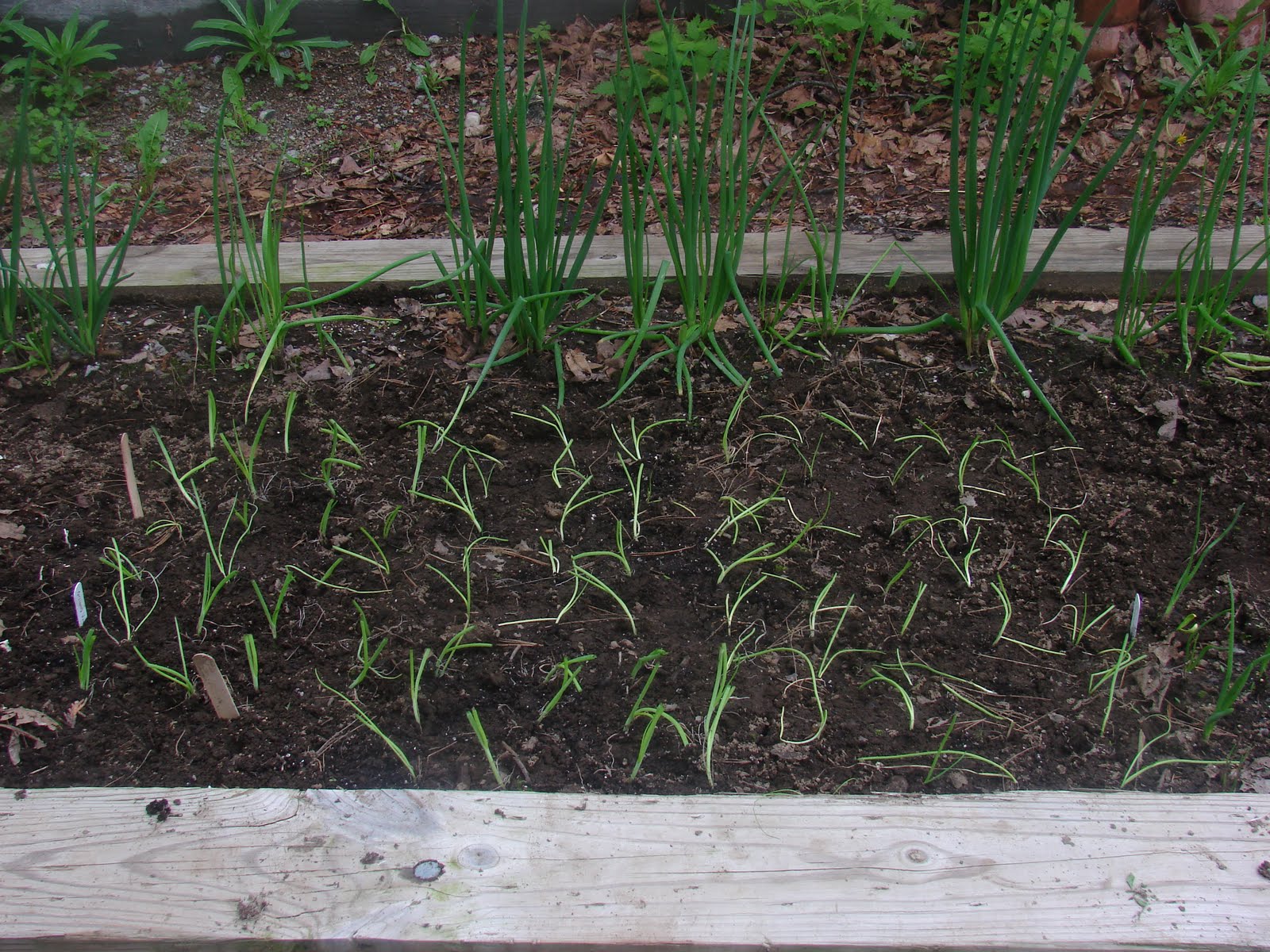 Growing and Cooking Onion bed is finally planted