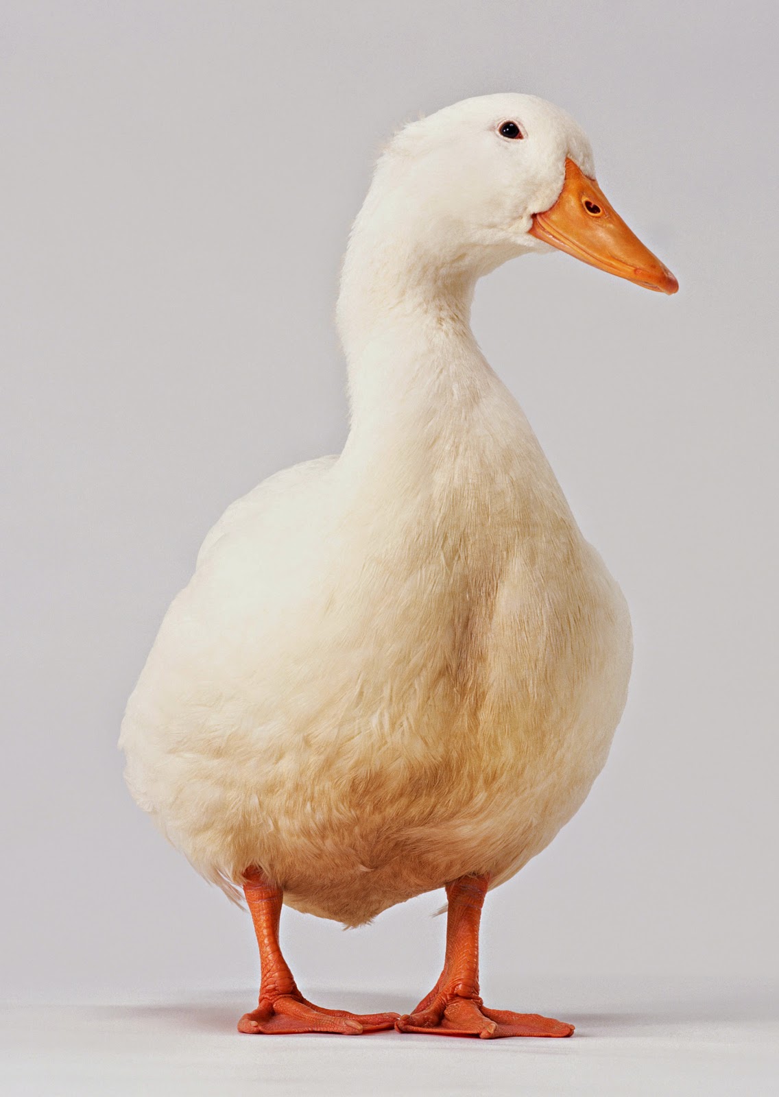 Stock Photo Gambar Itik dan Bebek Stock Photo Gambar Itik dan Bebek