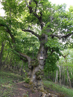 Sandl-hárs Sandl-hárs