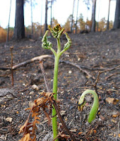  https://commons.wikimedia.org/wiki/File:Crowthorne_Forest_%285740071221%29.jpg