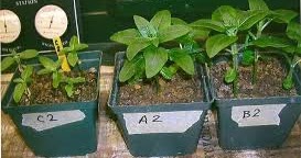 SUGAR WATER EFFECT PLANTS: Water the Plants! Add Sugar? Would Adding