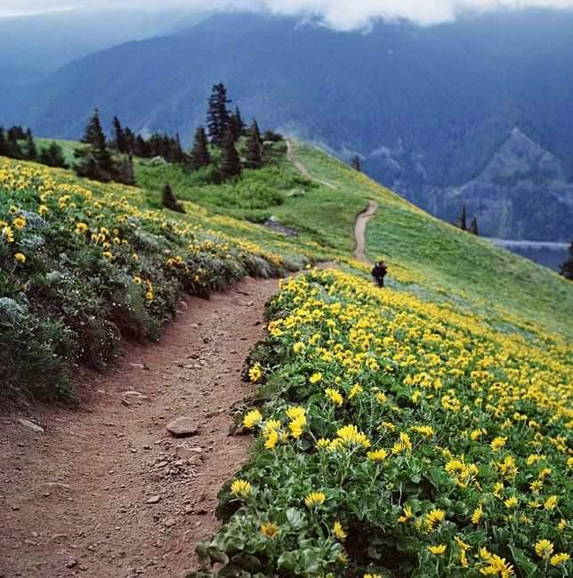 ورق جدران مميز لبنان للديكور