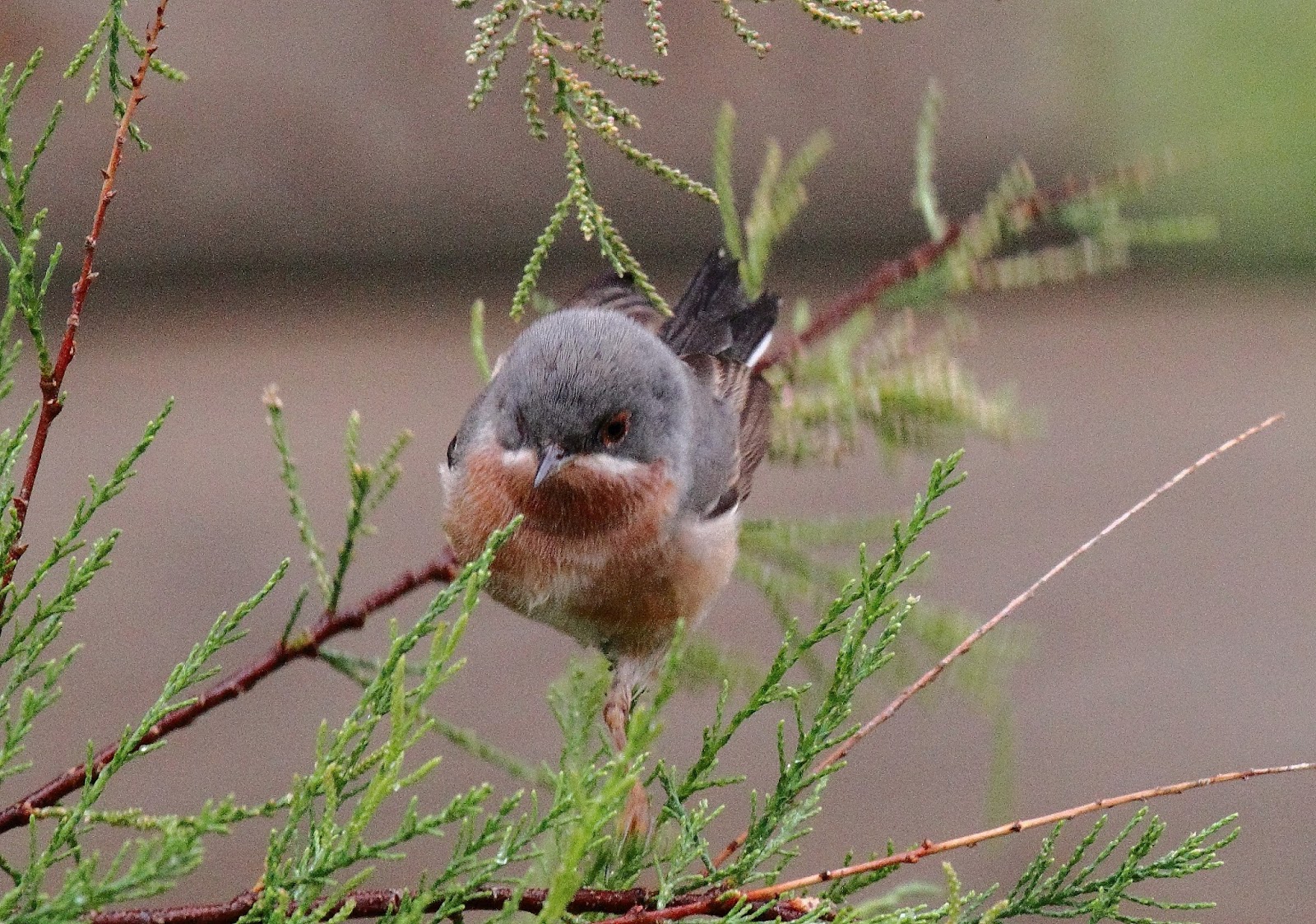 Pirate birding: Mallorca birds
