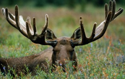 Materia Medica Homeopatica OLEUM ANIMALE (Oleum Cornu Cervi [Aceite