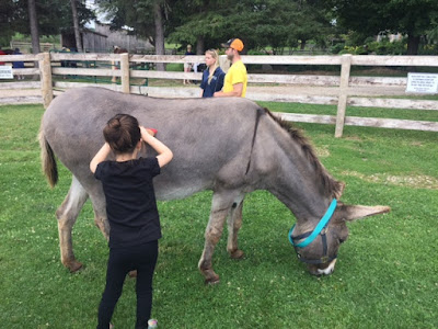 Donkey Sanctuary