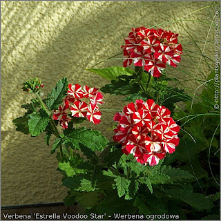 Verbena 'Estrella Voodoo Star' flowers - Werbena ogrodowa 'Estrella Voodoo Star' kwiaty