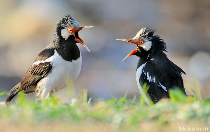 Daftar Harga Burung Jalak Suren Terbaru Yang Sedang Trend Pakan
