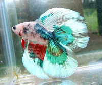 O Peixe Betta se adapta bem a diversos lugares da casa, inclusive na cabeceira da cama, na cozinha, na mesinha de estudo da criançada, na mesa do escritório, na sala, enfim, em qualquer lugar que você ache por bem deixá-lo. Entretanto, não pode deixá-lo na luz solar direta, senão ele pode morrer pelo calor, ou ainda não o deixe na chuva, no frio extremo, e nem próximo de lugares que produzam forte odor de fumaça, produtos de limpeza, e ainda outros. O Peixe Betta se adapta bem a diversos lugares da casa, inclusive na cabeceira da cama, na cozinha, na mesinha de estudo da criançada, na mesa do escritório, na sala, enfim, em qualquer lugar que você ache por bem deixá-lo. Entretanto, não pode deixá-lo na luz solar direta, senão ele pode morrer pelo calor, ou ainda não o deixe na chuva, no frio extremo, e nem próximo de lugares que produzam forte odor de fumaça, produtos de limpeza, e ainda outros.