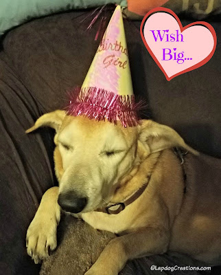Sophie wants everyone to WISH BIG! birthday dog senior rescue adopt hound golden lab