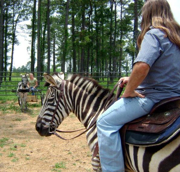 fibonacci sequence Animals you would have never Dreamed to Ride