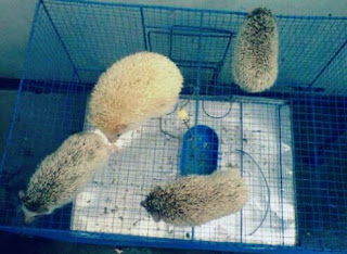 Teknik Ternak Landak Mini Yang Baik Bagi Pemula beberapa waktu kemudian kami melihat para pedagang di pasar yang menjual binatang mungil landak Teknik Ternak Landak Mini Yang Baik Bagi Pemula
