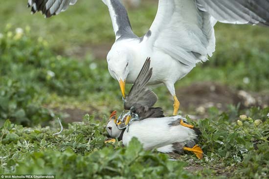 Kumpulan Artikel Umum Berguna Momen Langka Saat Burung Camar Jadi