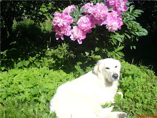 Цветочный гороскоп для собак