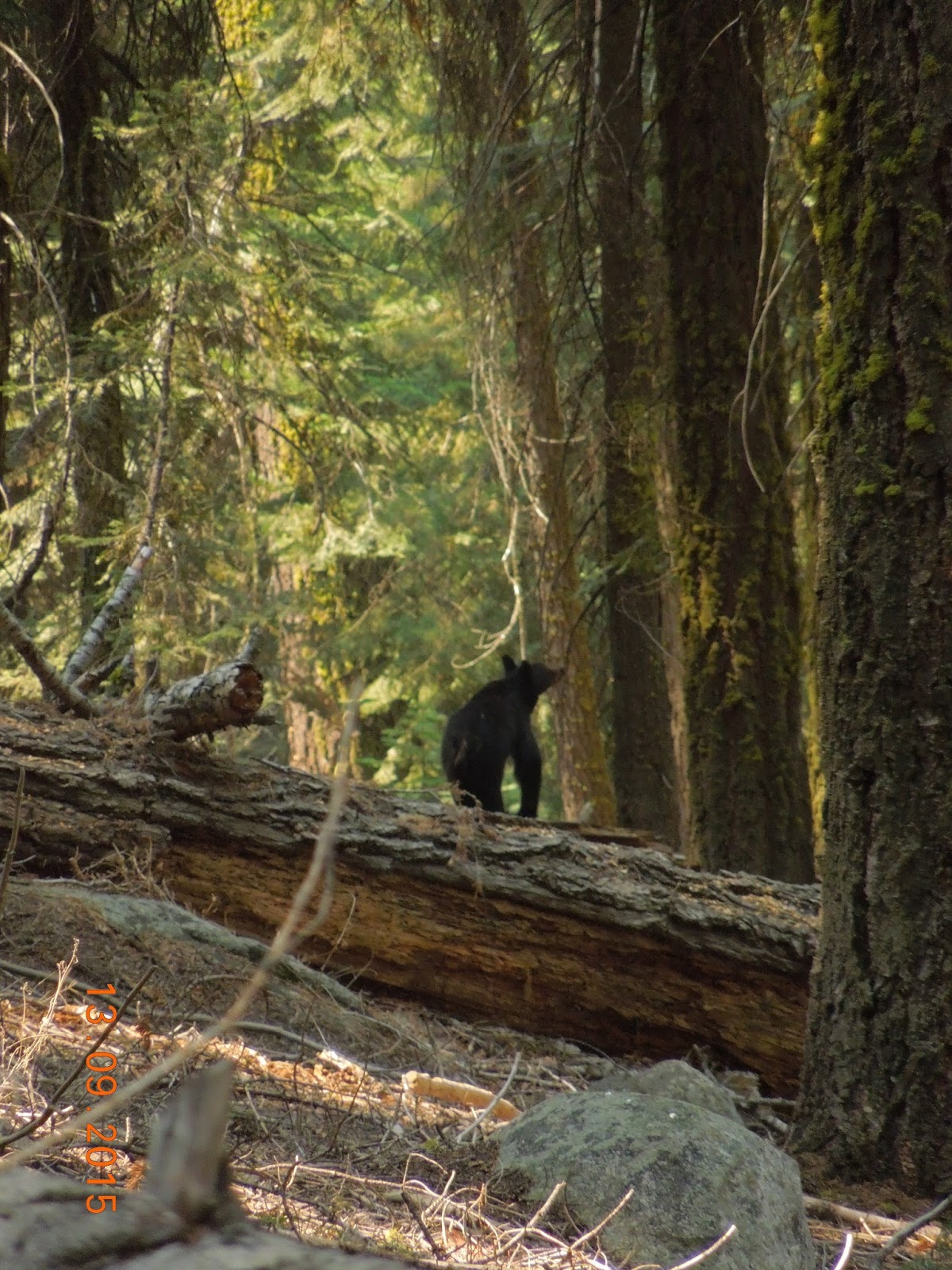 6 Tips for Safe Camping in Bear Country Two Tents Down