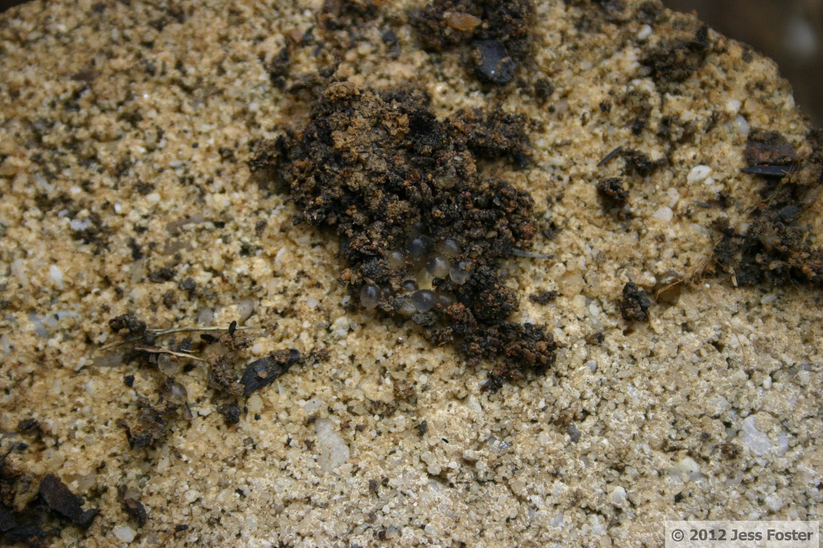 Sluggin' Along Slug Eggs Clutches 6, 7, 8, & 9