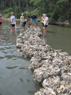 oyster shell recycling for oyster restoration in NC