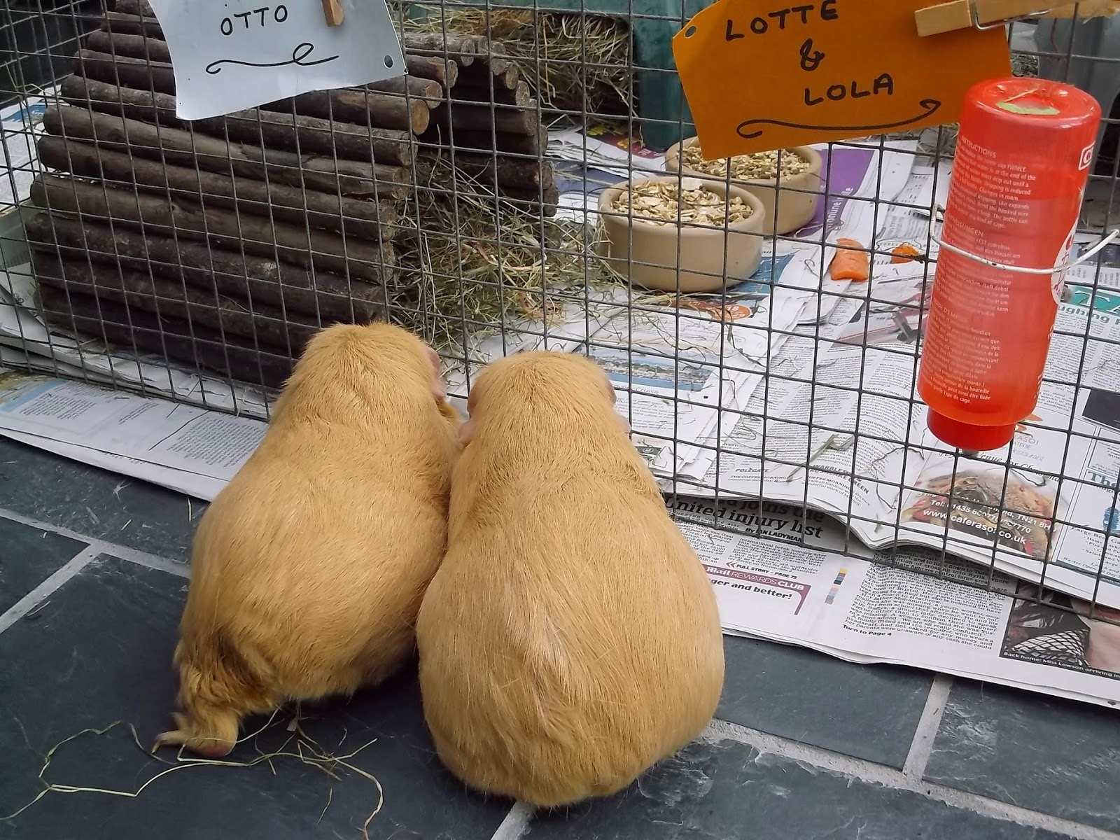 Undercover Guinea Pigs: Calendar 2014 Undercover Guinea Pigs: Calendar 2014