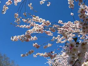 Japanese Flowering Cherry Prunus Accolade sakura blooms at Mount Pleasant Cemetery by garden muses--not another Toronto gardening blog