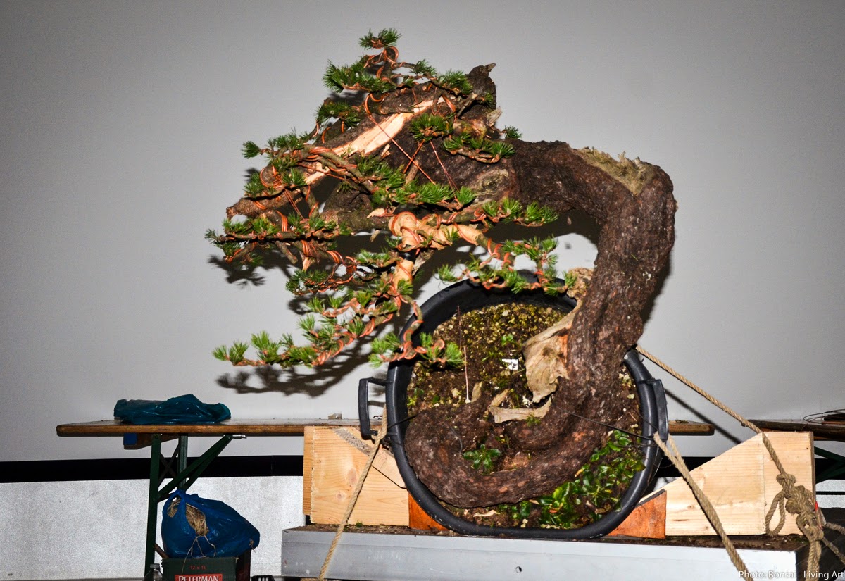 Bonsai Living Art Noelanders Trophy 2014 Demo Nr.1 by Sandro Segneri