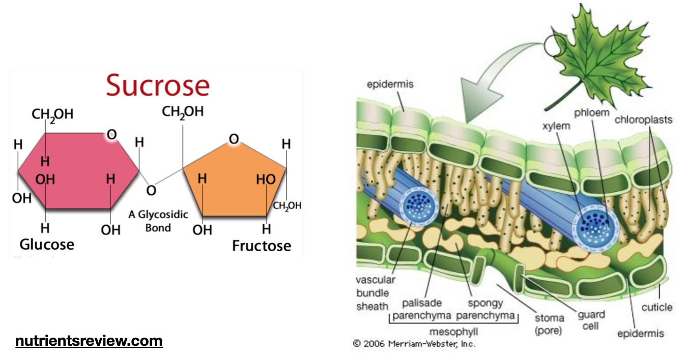 EnoViti Sugar in Grape Berry and WineSugar Transport and