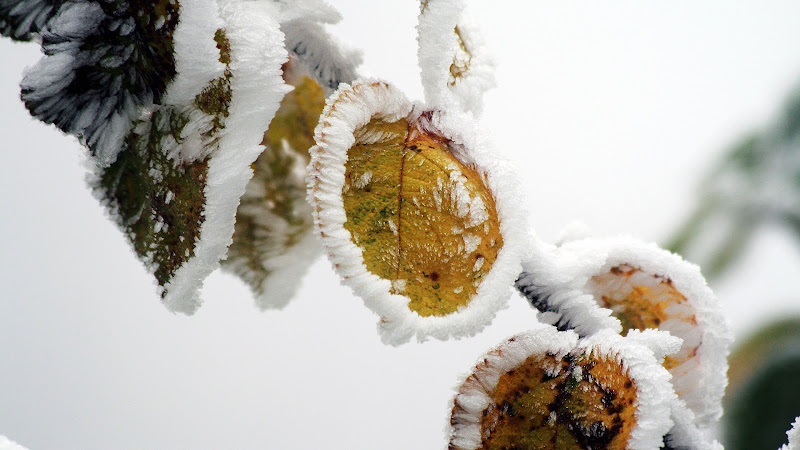 Winter Frost