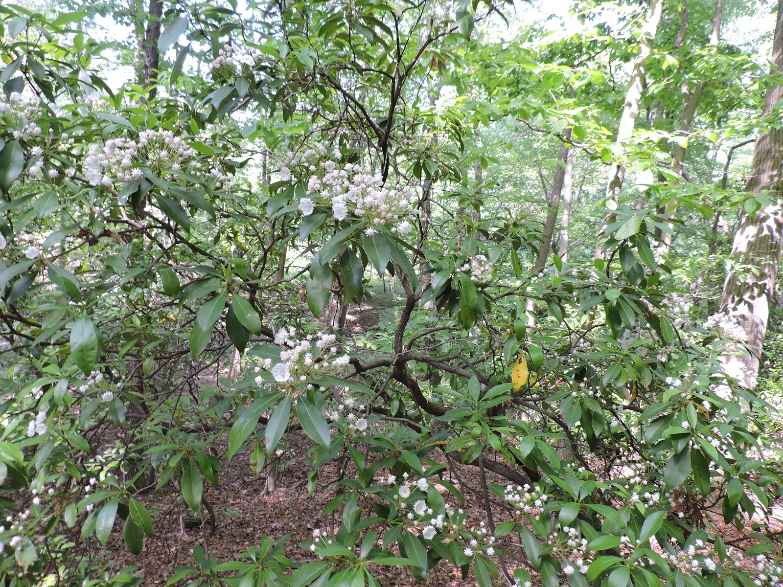 Capital Naturalist by Alonso Abugattas Mountain Laurel