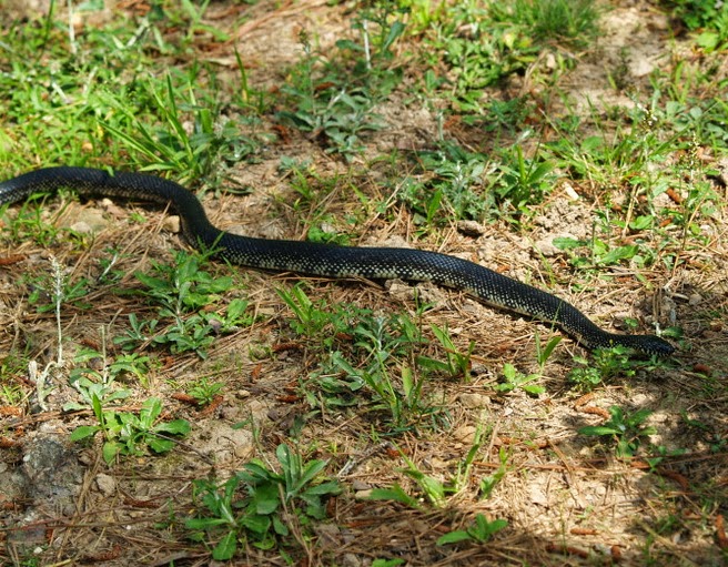 Edifice Rex Crawling King Snake