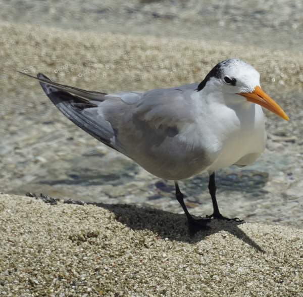 Lesser crested tern photos Birds of India Bird World