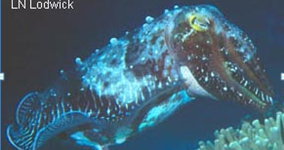 44+ 40 Contoh Soal Uaspas Informatika Kelas Background