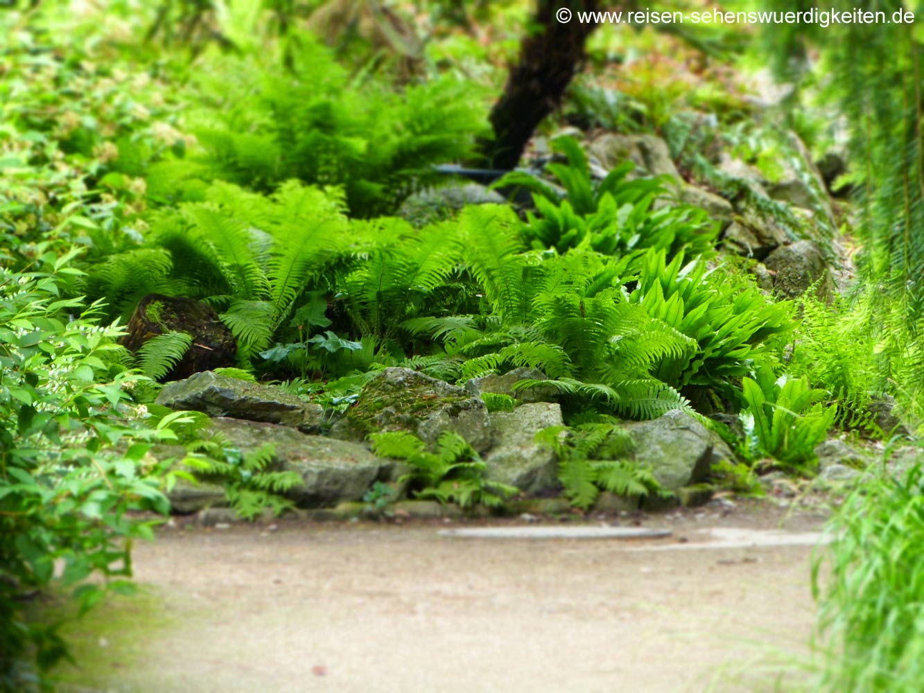 Farnweg im Botanischen Garten Farnweg im Botanischen Garten