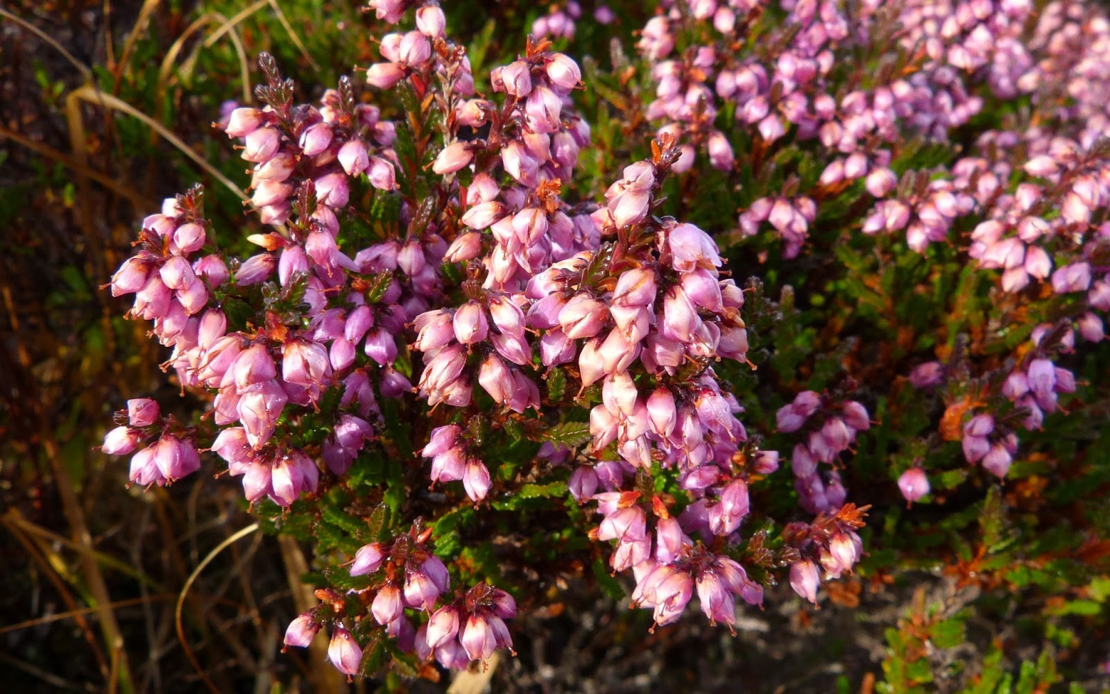 A Kilchoan Diary: Last of the Heathers