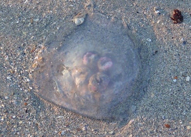 Moon Jelly Fish Off Cocoa Beach November 10, 2015