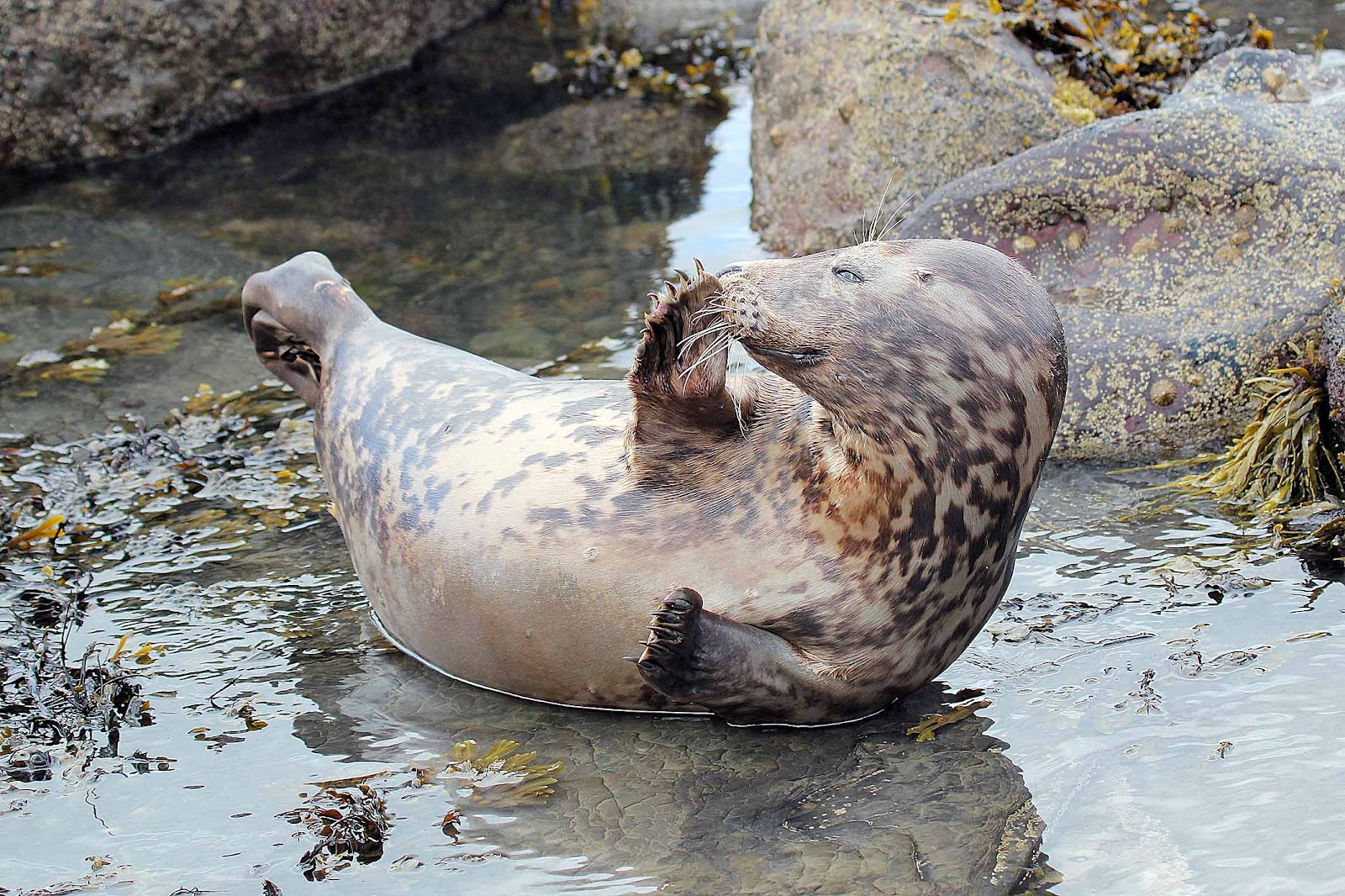 wildlife-and-landscapes-grey-seals