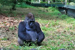 gorilla kebun binatang ragunan jakarta