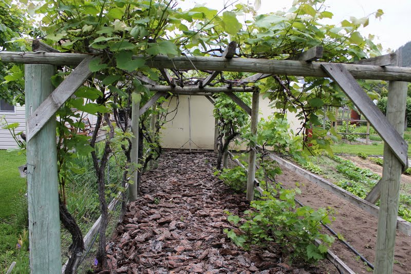 My Mountain Garden Gleanings Growing Grapes