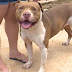 Marido solta pit bull para livrar mulher de assaltantes em Vilhena, RO