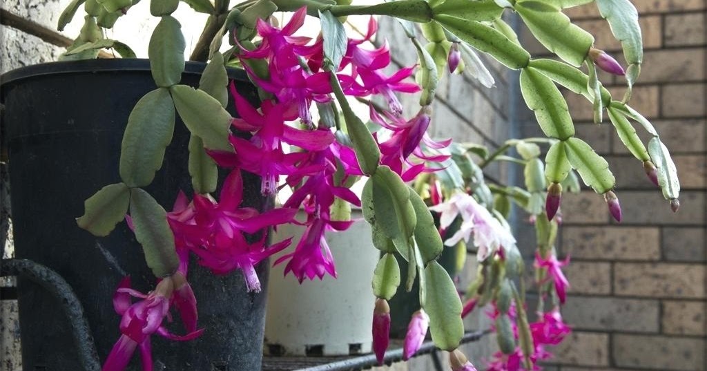 How to Water a Christmas Cactus