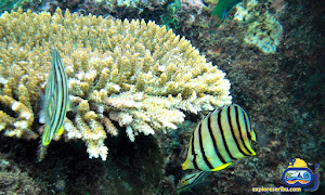 underwater wisata pulau pramuka