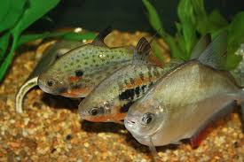 Piraña Vegetariana Piraña Vegetariana