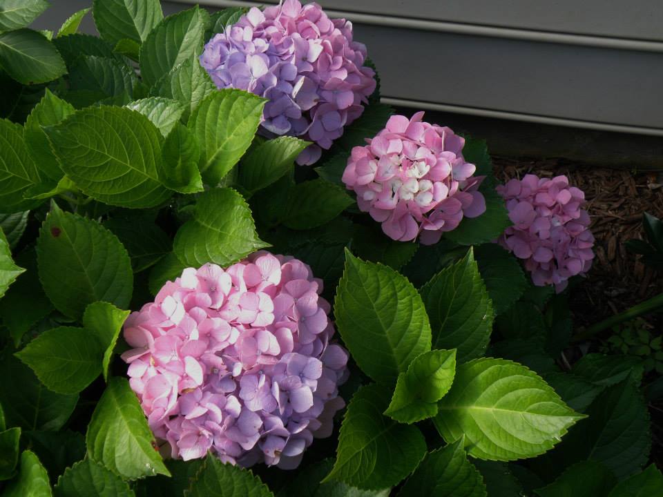 My Carolina Yard Hydrangea Care Pruning