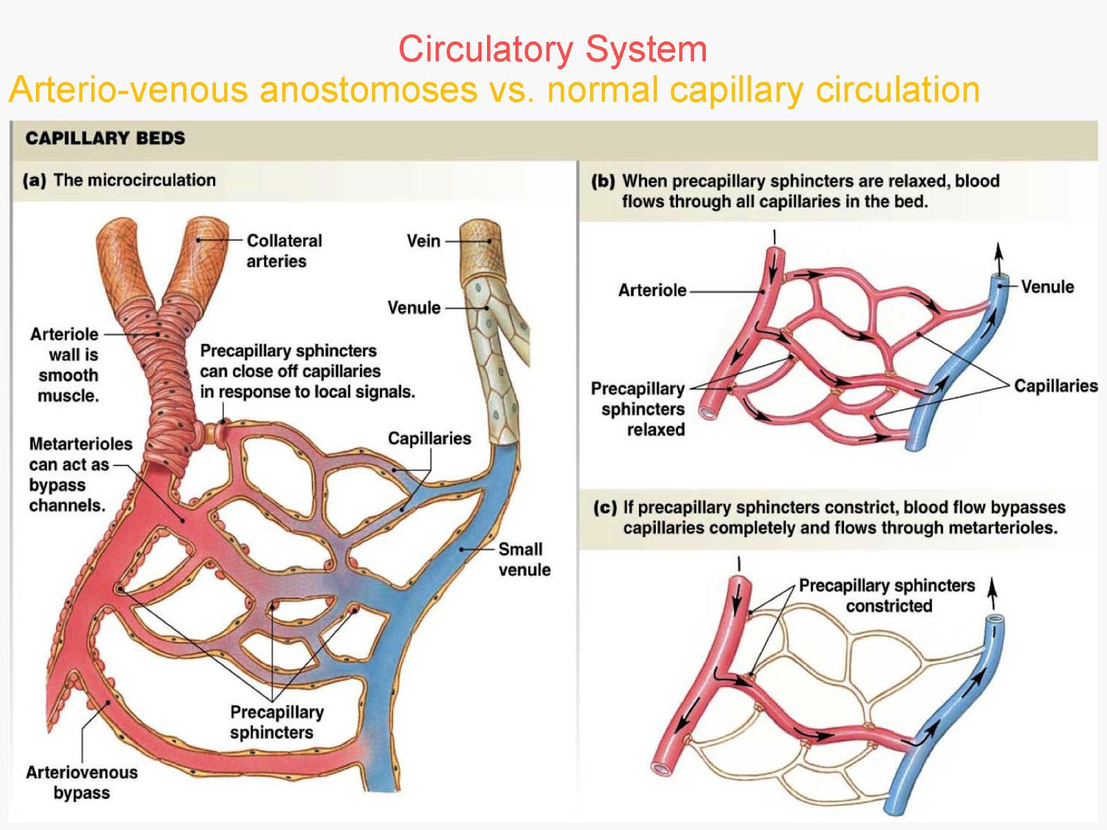 Circulatory System Pictures to Pin on Pinterest - PinsDaddy