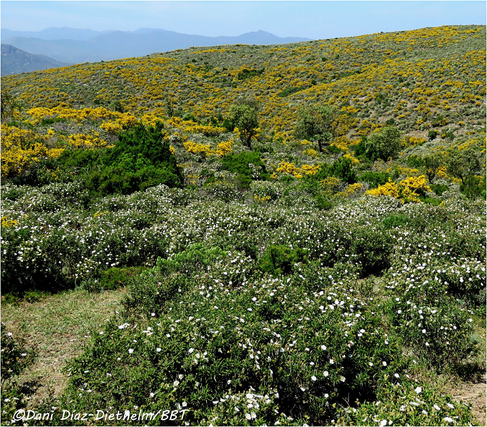 Blauet Birding Tours/BBT PARC NATURAL DEL CAP DE CREUS Blauet Birding Tours/BBT PARC NATURAL DEL CAP DE CREUS
