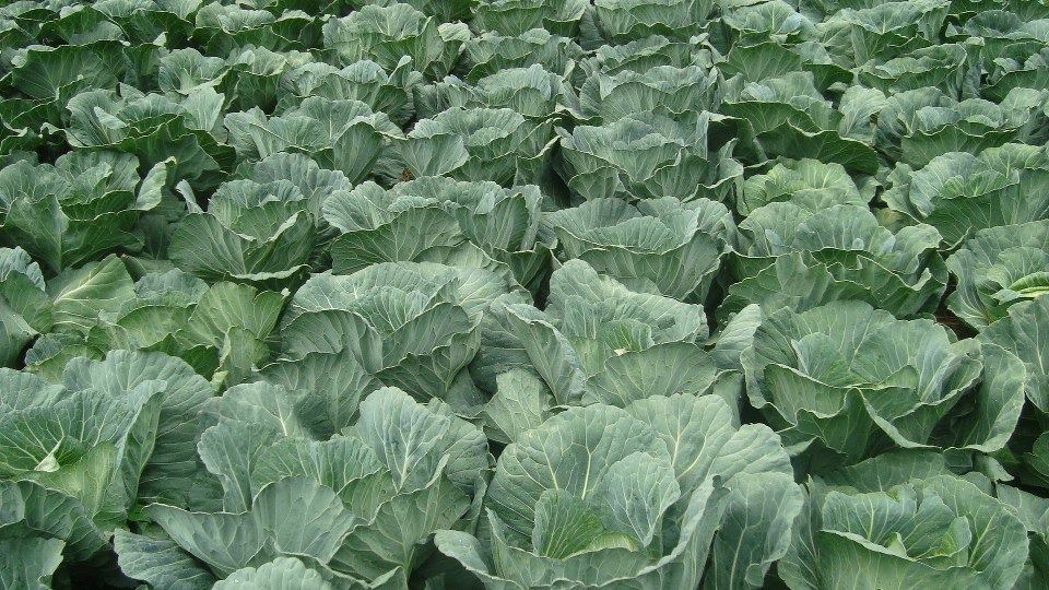 Chinaemerem Farms Ltd How To Start A Cabbage Farm