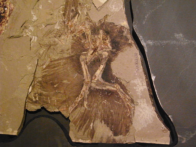 anchiornis fossil