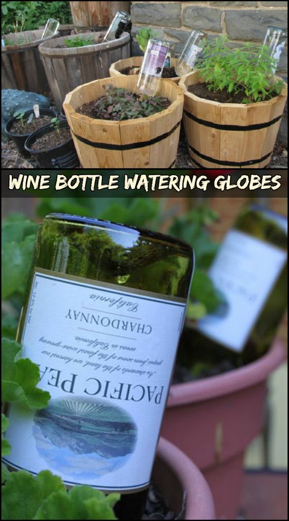 G 4 Gardening Upcycle Wine Bottles as 'Watering Globes' to Water Your