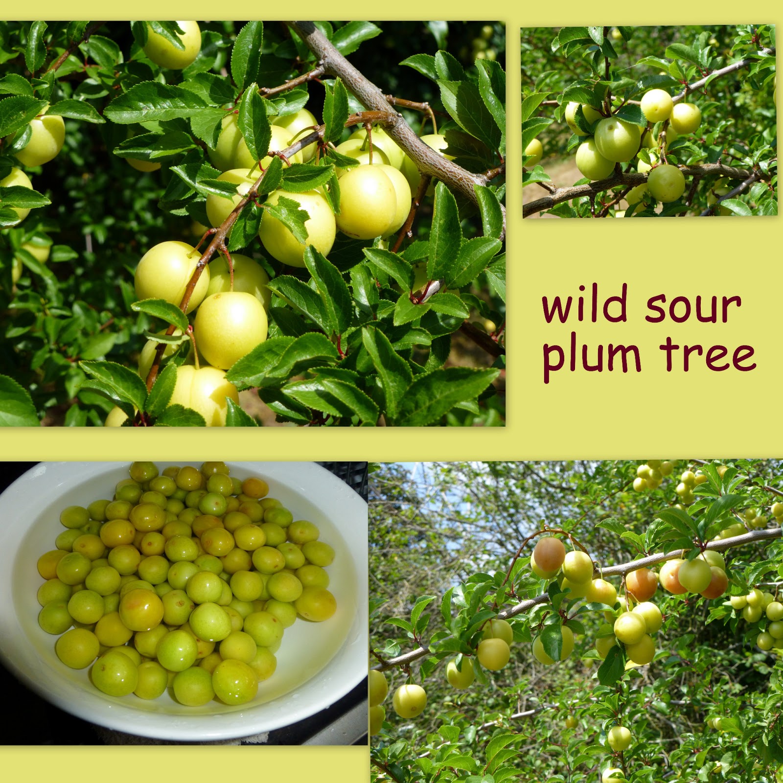 Little Bellevue Kitchen Sour Plum Sauce (酸梅酱)