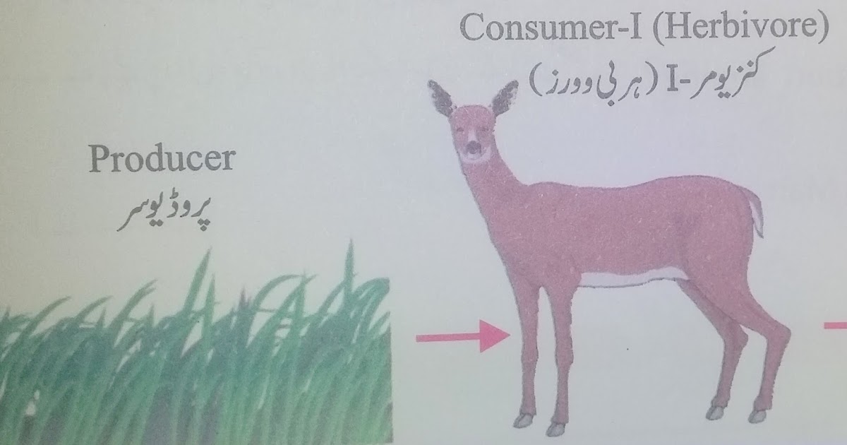 Effective and Creative Lesson Plans ! For Teachers By Teacher: Lesson